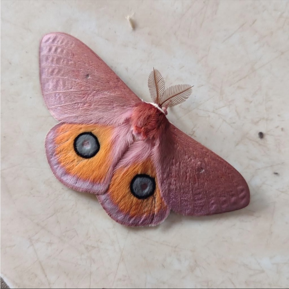 Meet your Posher, Raqael